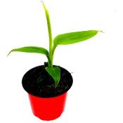 Florapartner Musa Basjoo Vergleich