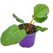 Florapartner Rhababer Pflanze Vergleich