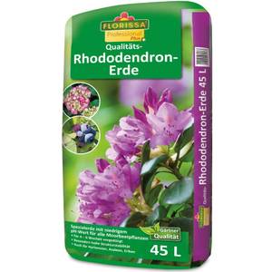 RHODODENDRON - Parte 1 - Margheriti