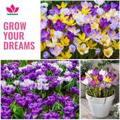 Florium Krokusse Botanische Blüten Kollektion