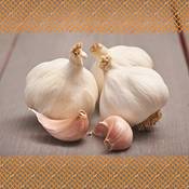Flortus Freude an Vielfalt Pflanzknoblauch Vergleich
