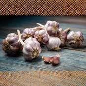 Flortus Winterpflanzknoblauch Ljubascha