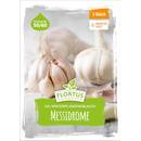 Flortus Winterpflanzknoblauch Messidrome