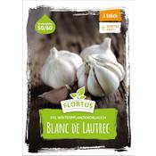Flortus Winterpflanzknoblauch XXL Blanc de Lautrec