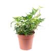 Flowerbox 100H0213