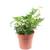 Flowerbox 100H0213