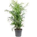 Flowerbox Bergpalme