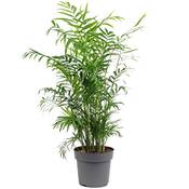 Flowerbox Bergpalme