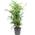 Flowerbox Bergpalme