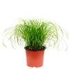 Flowerbox 2138