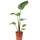 Flowerbox 2964