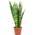 Flowerbox Bogenhanf Black Coral