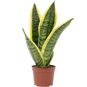 Flowerbox Bogenhanf Sansevieria trifasciata Superba
