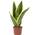 Flowerbox Bogenhanf Sansevieria trifasciata Superba