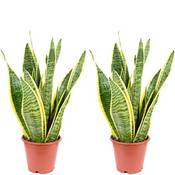Flowerbox Bogenhanf Sansevieria