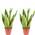 Flowerbox Bogenhanf Sansevieria