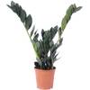 Flowerbox  Glücksfeder 'Raven' 4+