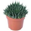 Flowerbox ‎NEW-1011
