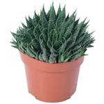 Flowerbox ‎NEW-1011