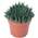 Flowerbox ‎NEW-1011