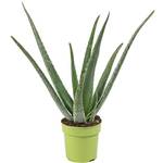 Aloe-vera-Pflanze