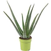 Aloe-vera-Pflanze Test & Vergleich  Top 8 im Juni 2026