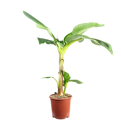 Bananenpflanze Test & Vergleich  Top 11 im Juni 2026
