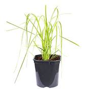 Flowerbox Pampasgras Rosea