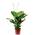 Flowerbox 100H0326