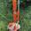 Forest Master Smart Splitter FMSS