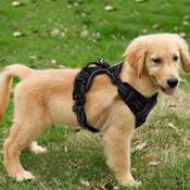 Fullberg Hundegeschirr mit Brustring