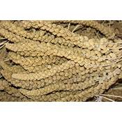 FutterXL-Store Kolbenhirse