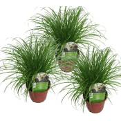 Unsere Gärtnerei Müller Katzengras-Pflanzen Vergleich