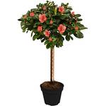 Gardeners Dream Azalea Japonica