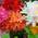 Gardeners Dream  ‎AZAMIX-6