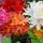 Gardeners Dream  ‎AZAMIX-6
