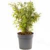 Gardeners Dream Bambus Pflanze