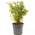 Gardeners Dream Bambus Pflanze