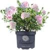 Gardeners Dream Bloombux Rhododendron