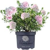 Gardeners Dream Bloombux Rhododendron Vergleich