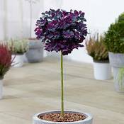 Gardeners Dream Cotinus Royal Purple Vergleich