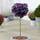 Gardeners Dream Cotinus Royal Purple