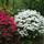 Gardeners Dream Japanischer Rhododendron