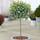 Gardeners Dream Plants Ceavic 50 cm