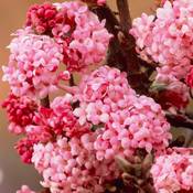 Gardeners Dream Schneeball Pflanze Viburnum Bodnantense Dawn Vergleich