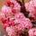 Gardeners Dream Schneeball Pflanze Viburnum Bodnantense Dawn