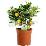 Gardenersdream Calamondin Orangenbaum