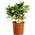 Gardenersdream Calamondin Orangenbaum
