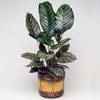 Gardenersdream Calathea Ornata