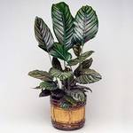 Gardenersdream Calathea Ornata